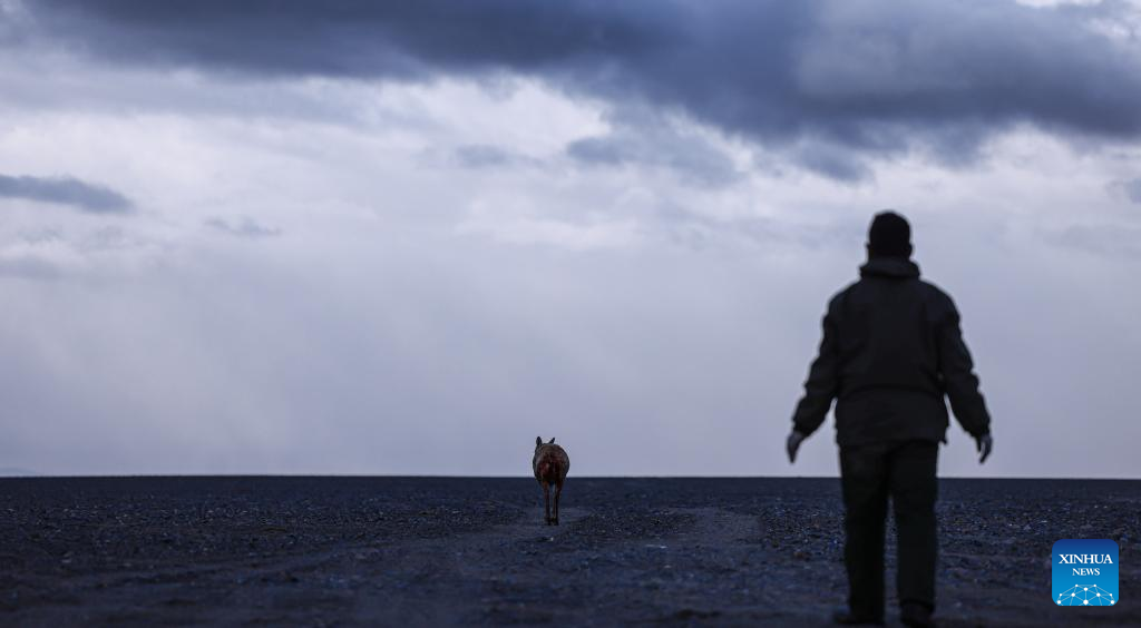 Pic story: rangers rescue pregnant Tibetan antelope during migration in Xizang