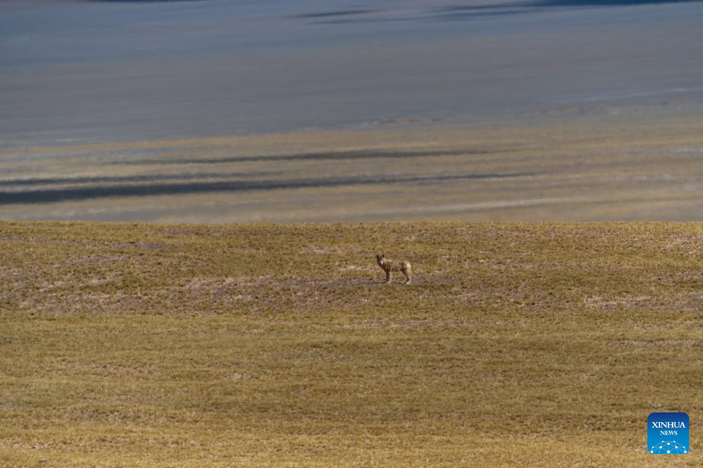 Pic story: rangers rescue pregnant Tibetan antelope during migration in Xizang