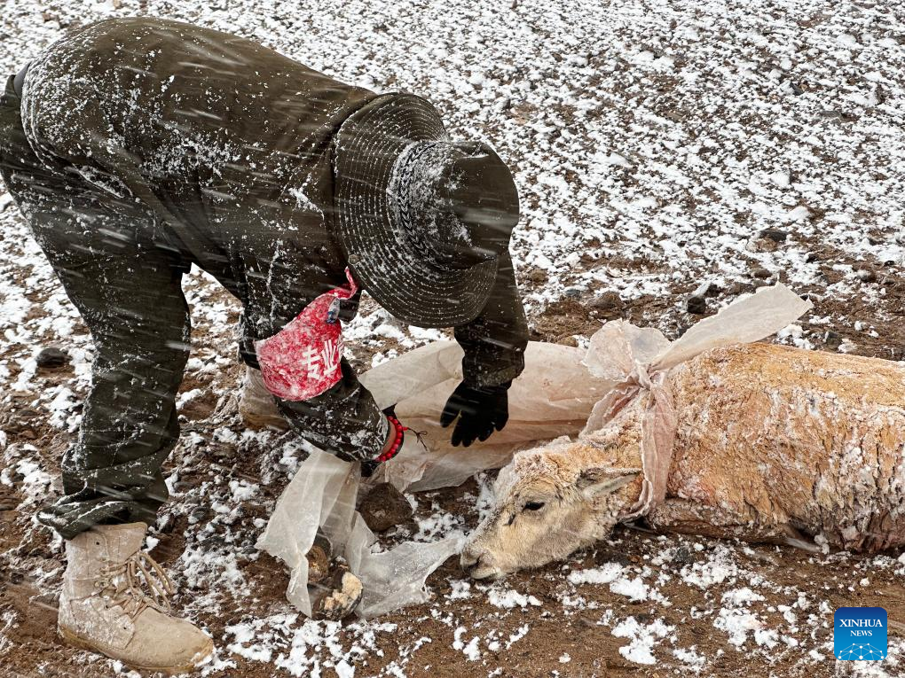 Pic story: rangers rescue pregnant Tibetan antelope during migration in Xizang