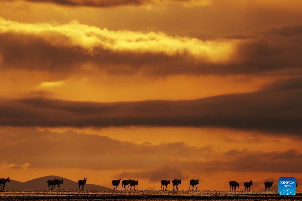 Pic story: rangers rescue pregnant Tibetan antelope during migration in Xizang