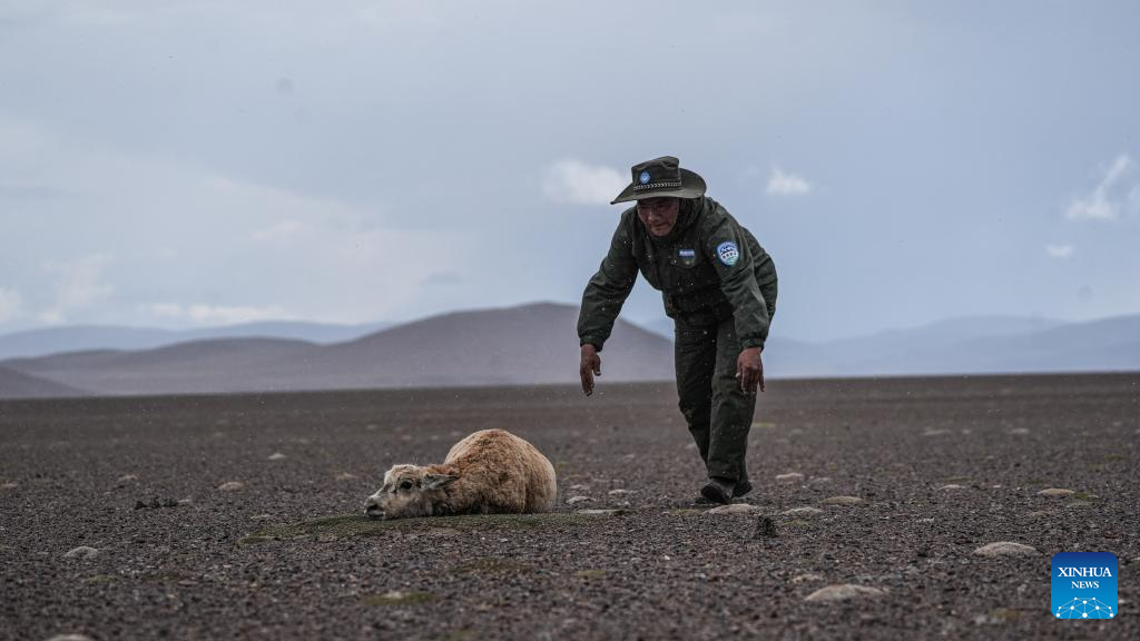 Pic story: rangers rescue pregnant Tibetan antelope during migration in Xizang