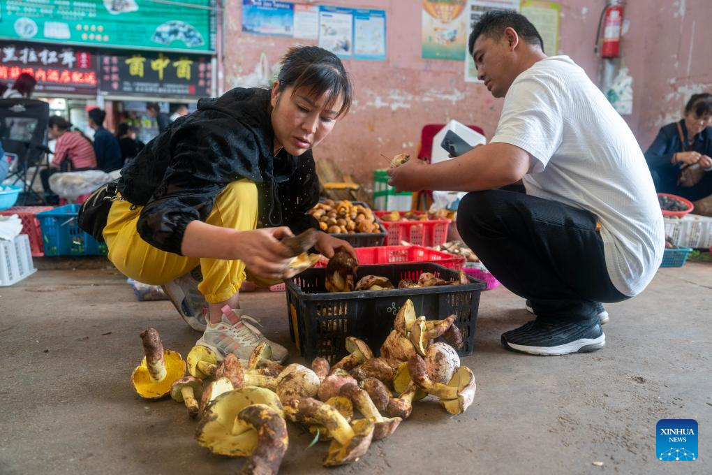 Peak harvest season for wild edible fungi arrives in Yunnan