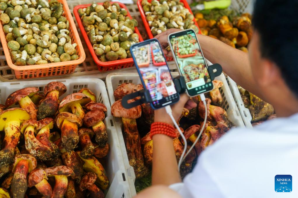 Peak harvest season for wild edible fungi arrives in Yunnan