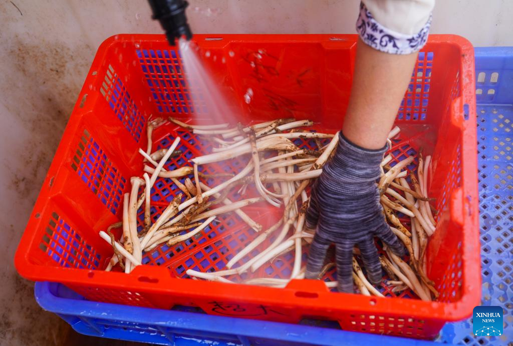 Peak harvest season for wild edible fungi arrives in Yunnan