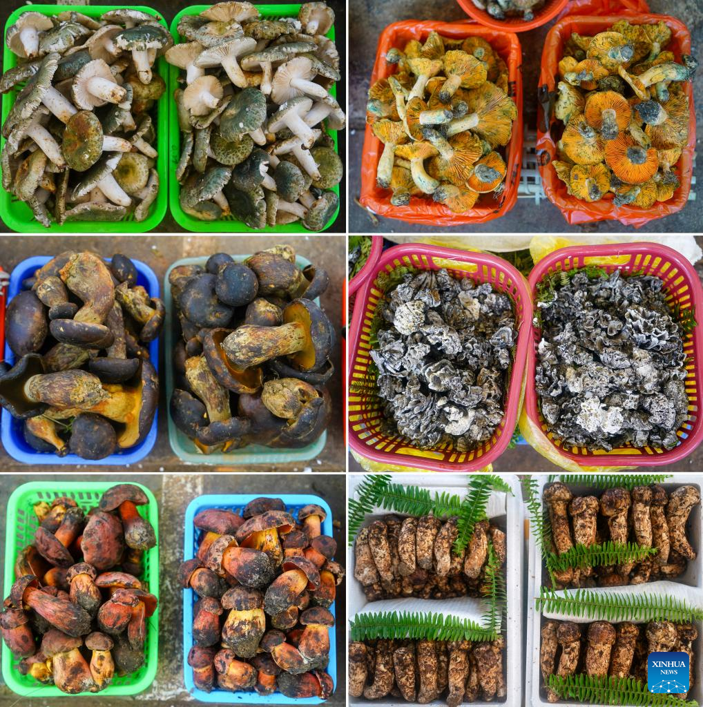 Peak harvest season for wild edible fungi arrives in Yunnan