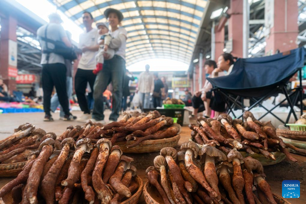 Peak harvest season for wild edible fungi arrives in Yunnan