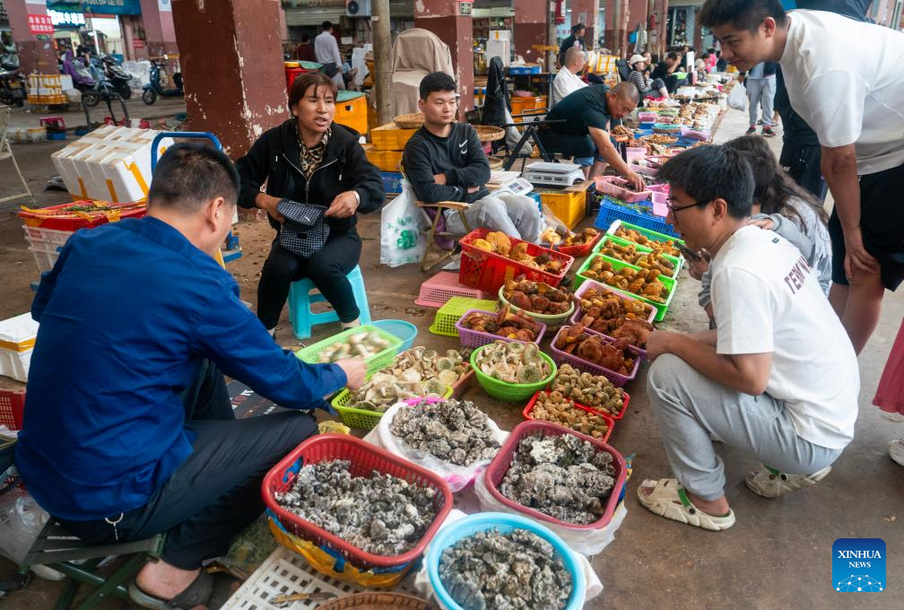 Peak harvest season for wild edible fungi arrives in Yunnan