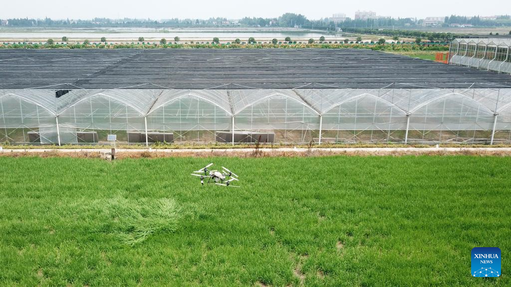 Green rice planting and smart farming propel agricultural development in China