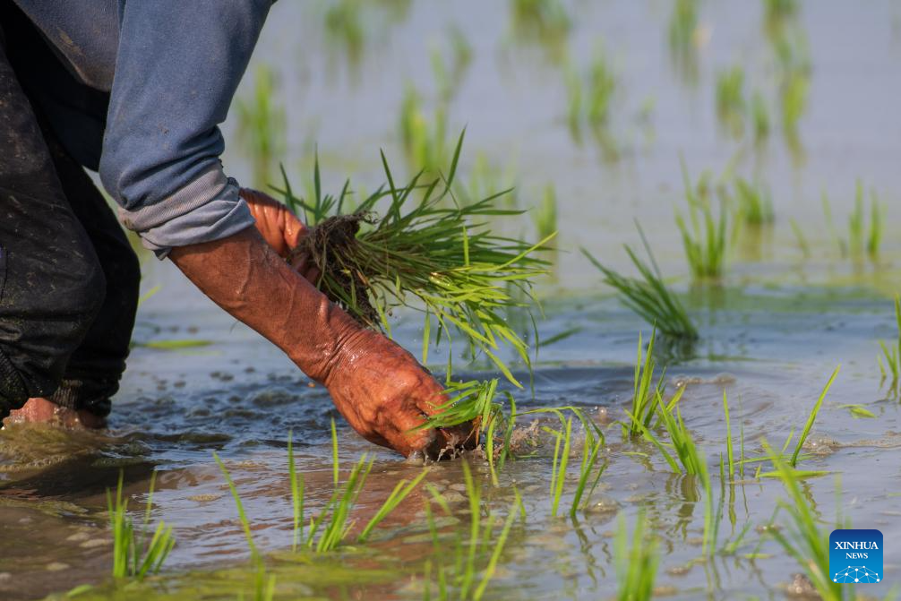 Green rice planting and smart farming propel agricultural development in China