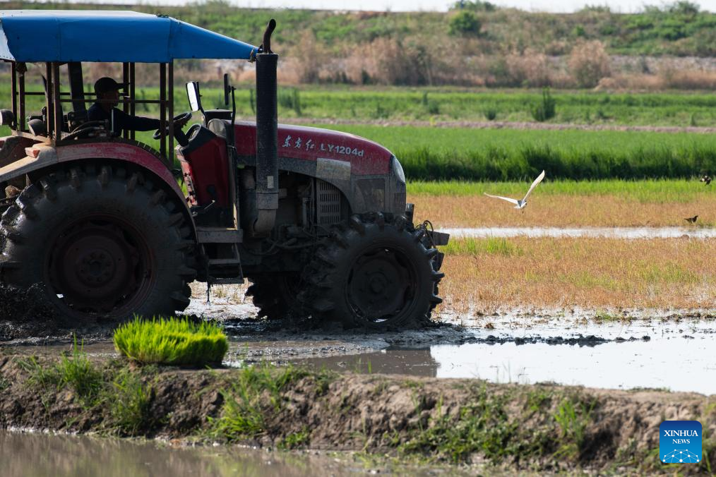 Green rice planting and smart farming propel agricultural development in China