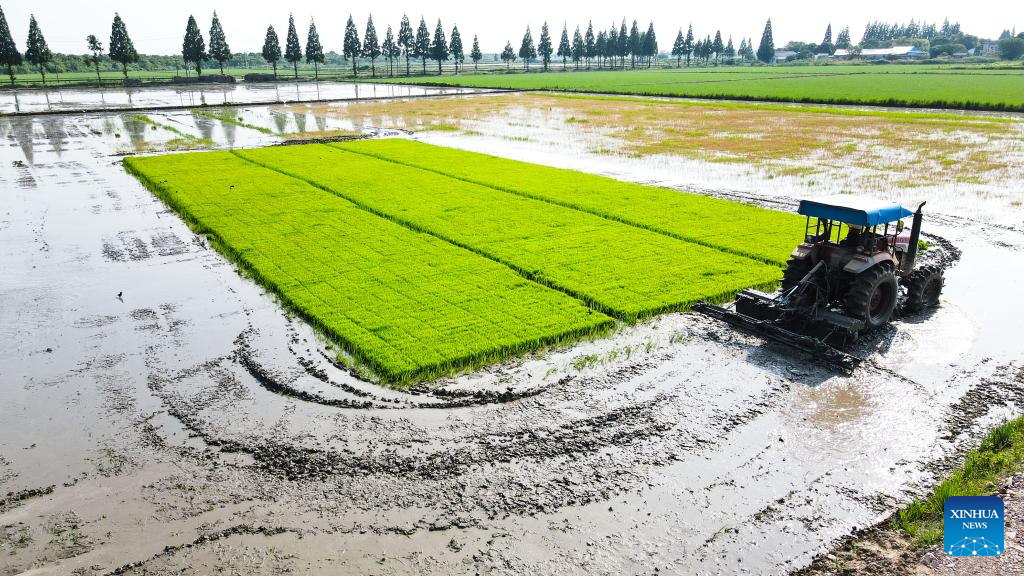 Green rice planting and smart farming propel agricultural development in China