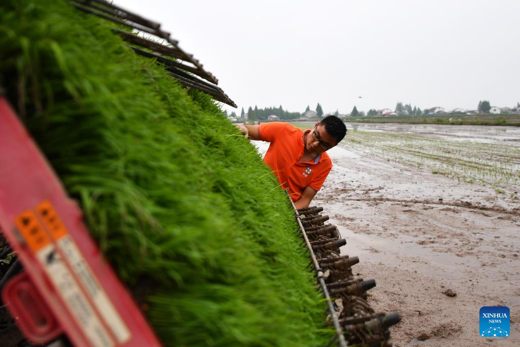 Green rice planting and smart farming propel agricultural development in China