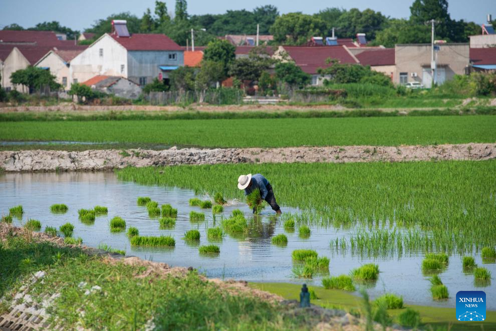 Green rice planting and smart farming propel agricultural development in China