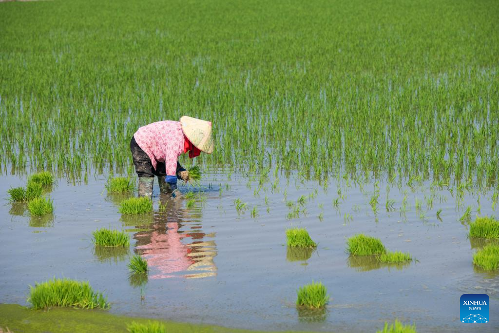 Green rice planting and smart farming propel agricultural development in China