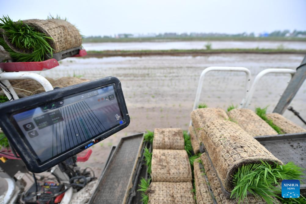 Green rice planting and smart farming propel agricultural development in China