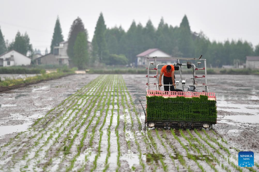 Green rice planting and smart farming propel agricultural development in China