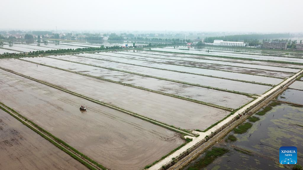 Green rice planting and smart farming propel agricultural development in China