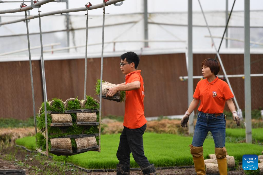 Green rice planting and smart farming propel agricultural development in China