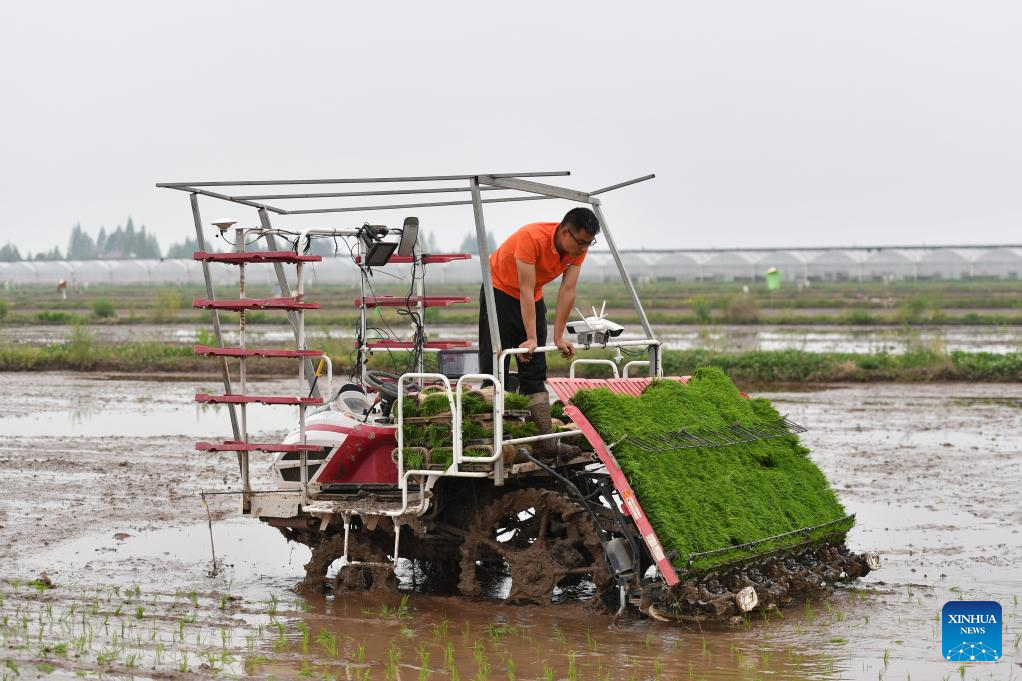 Green rice planting and smart farming propel agricultural development in China