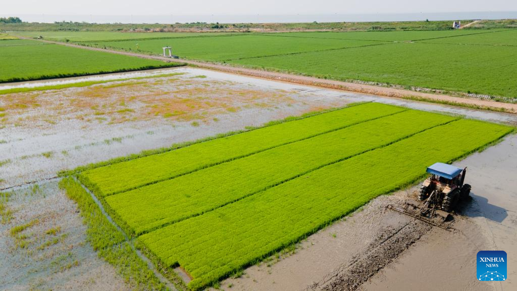 Green rice planting and smart farming propel agricultural development in China