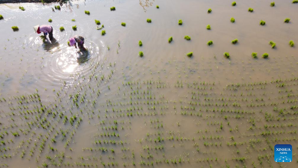 Green rice planting and smart farming propel agricultural development in China