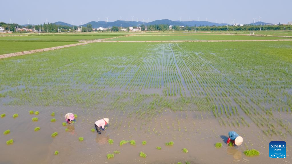 Green rice planting and smart farming propel agricultural development in China