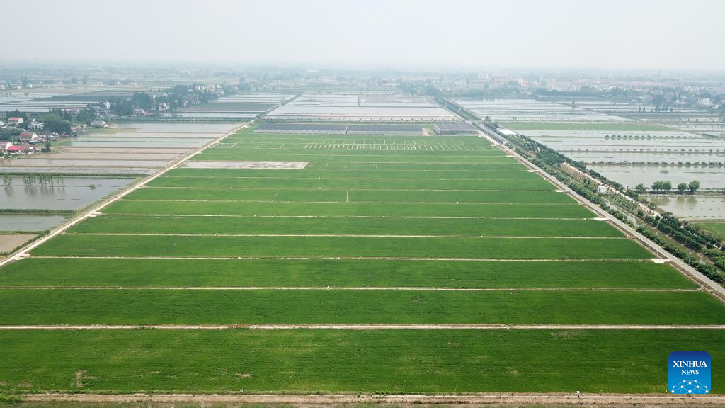 Green rice planting and smart farming propel agricultural development in China