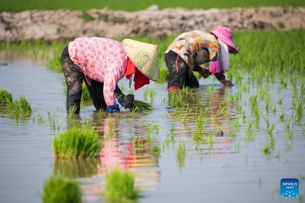 Green rice planting and smart farming propel agricultural development in China