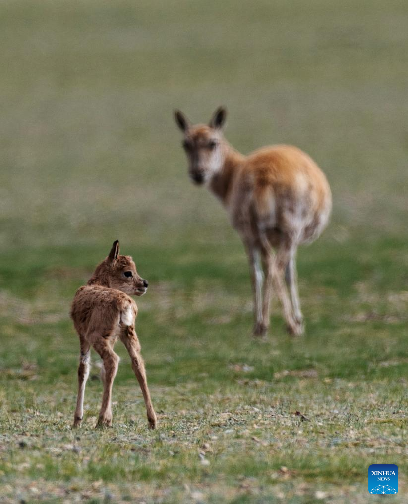 Tibetan antelopes embark on birth-giving season in SW China