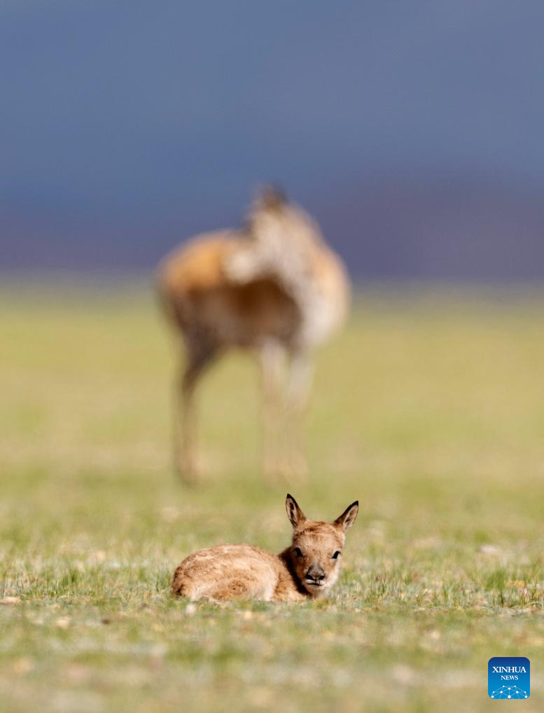Tibetan antelopes embark on birth-giving season in SW China
