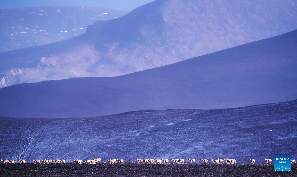 In pics: migration of Tibetan antelopes in Xizang