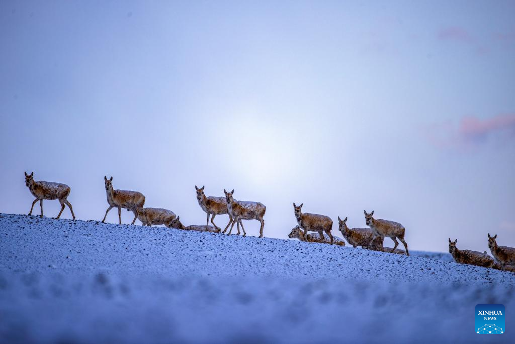 In pics: migration of Tibetan antelopes in Xizang