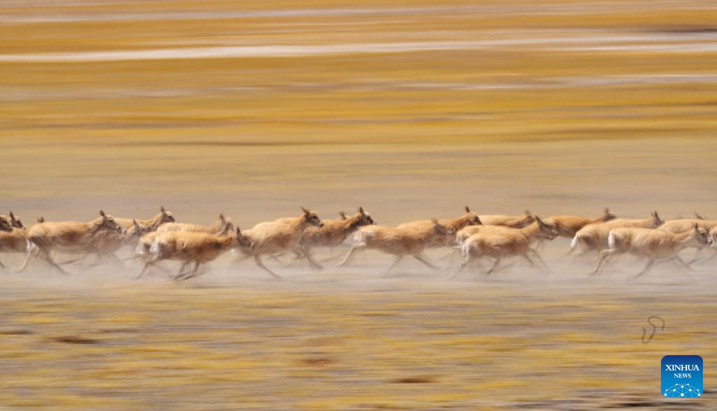 In pics: migration of Tibetan antelopes in Xizang