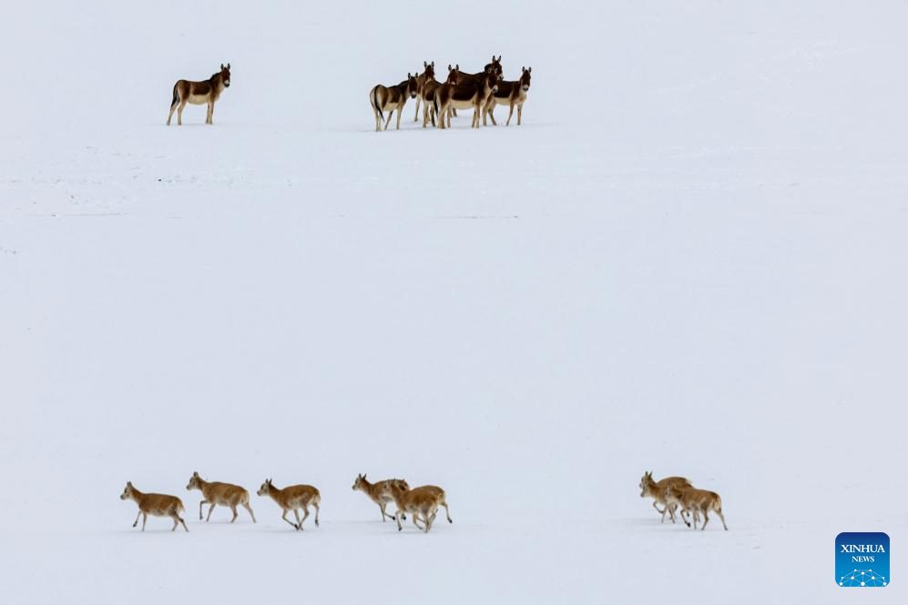 In pics: migration of Tibetan antelopes in Xizang