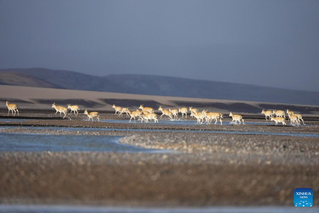 In pics: migration of Tibetan antelopes in Xizang