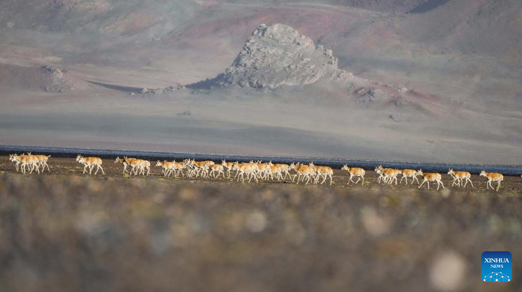 In pics: migration of Tibetan antelopes in Xizang