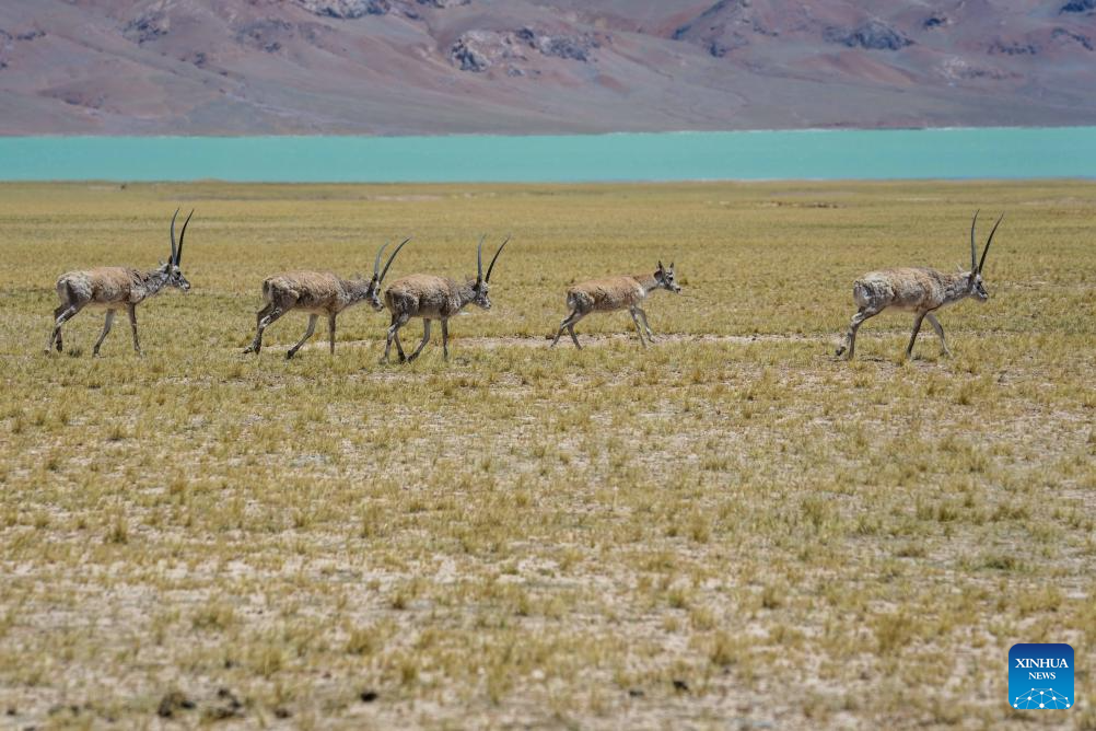 In pics: migration of Tibetan antelopes in Xizang