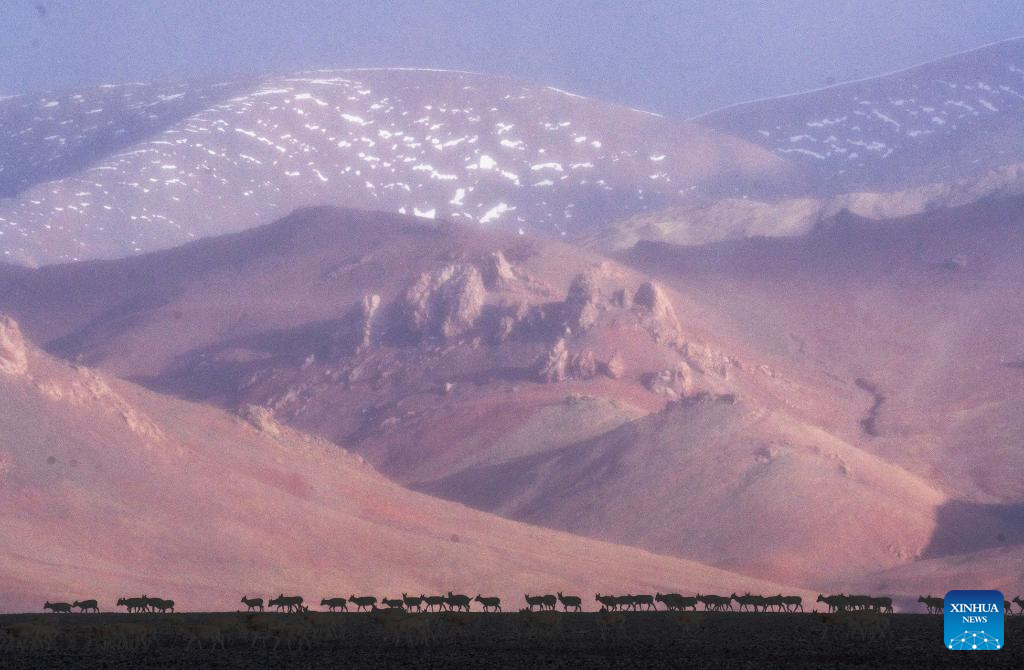 In pics: migration of Tibetan antelopes in Xizang