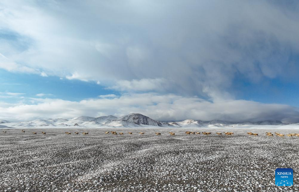 In pics: migration of Tibetan antelopes in Xizang