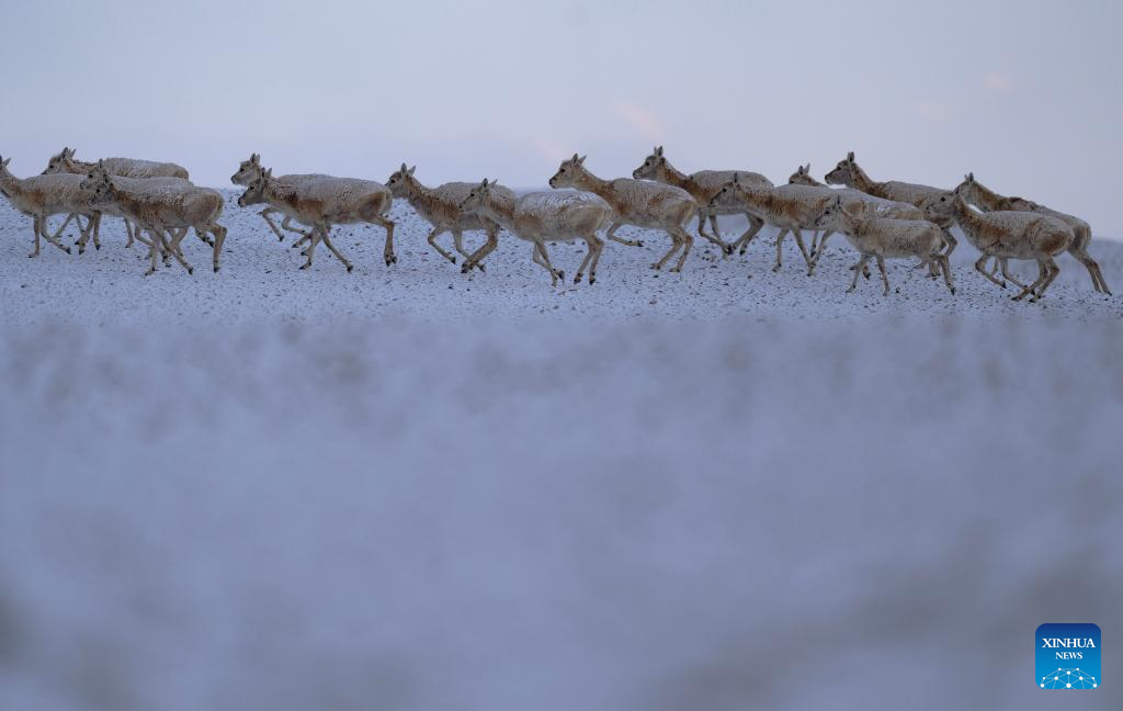 In pics: migration of Tibetan antelopes in Xizang