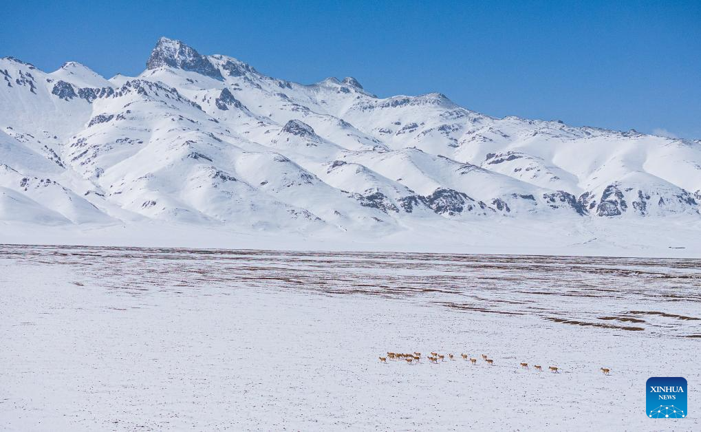 In pics: migration of Tibetan antelopes in Xizang