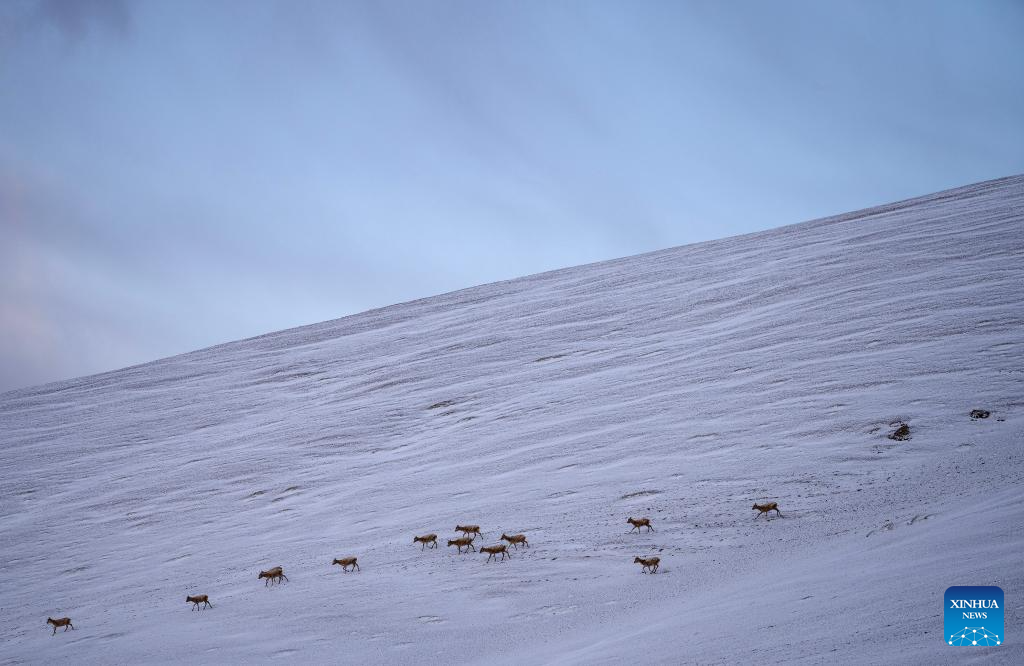 In pics: migration of Tibetan antelopes in Xizang