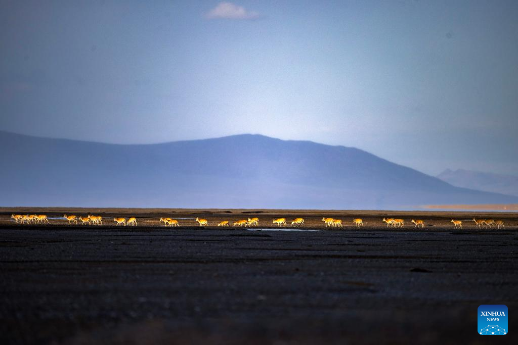 In pics: migration of Tibetan antelopes in Xizang