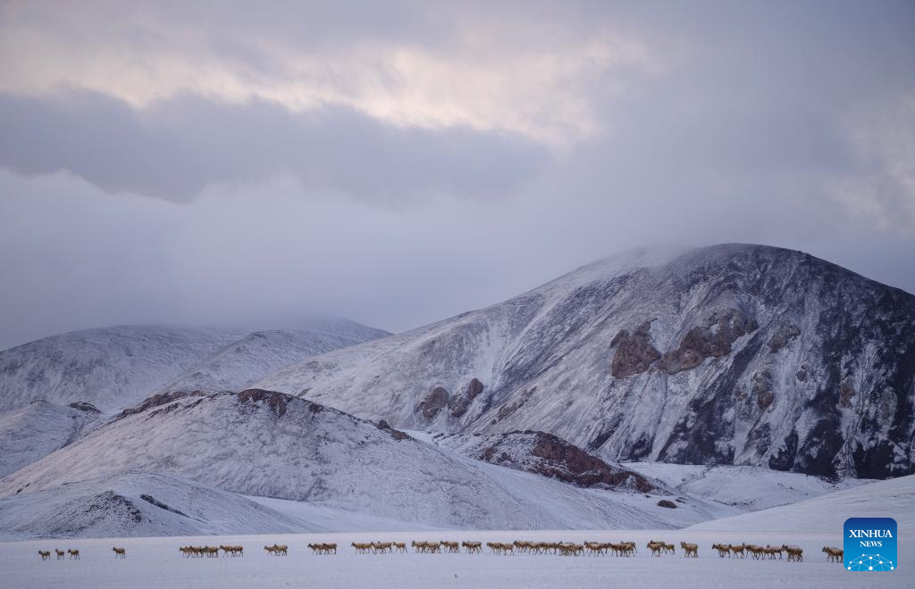 In pics: migration of Tibetan antelopes in Xizang