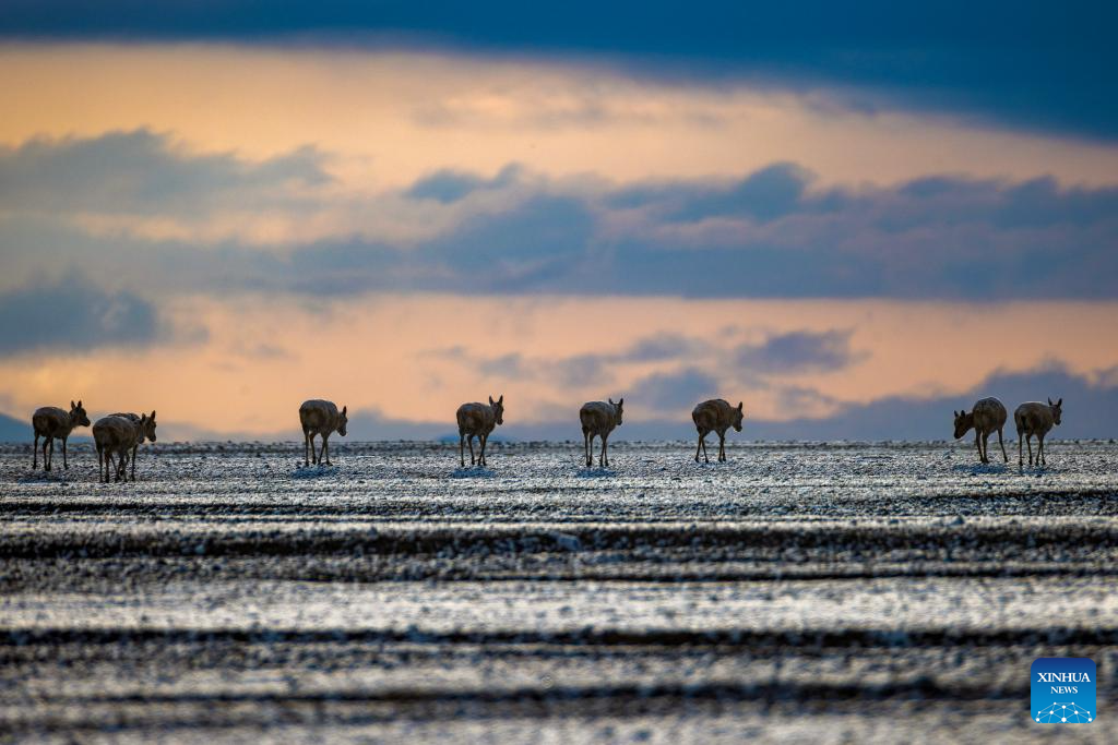 In pics: migration of Tibetan antelopes in Xizang