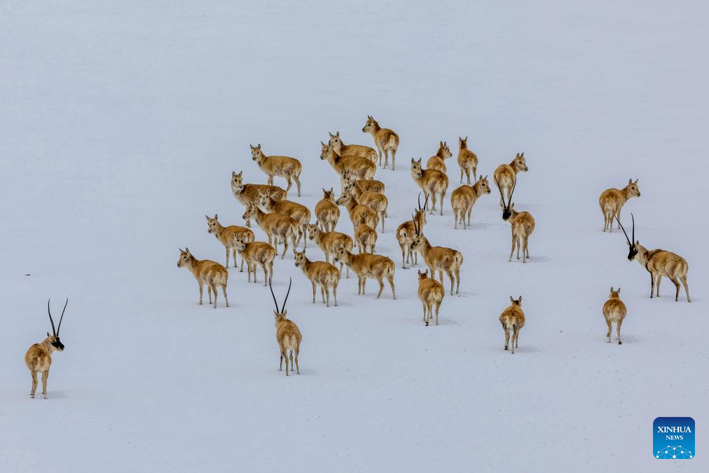 In pics: migration of Tibetan antelopes in Xizang