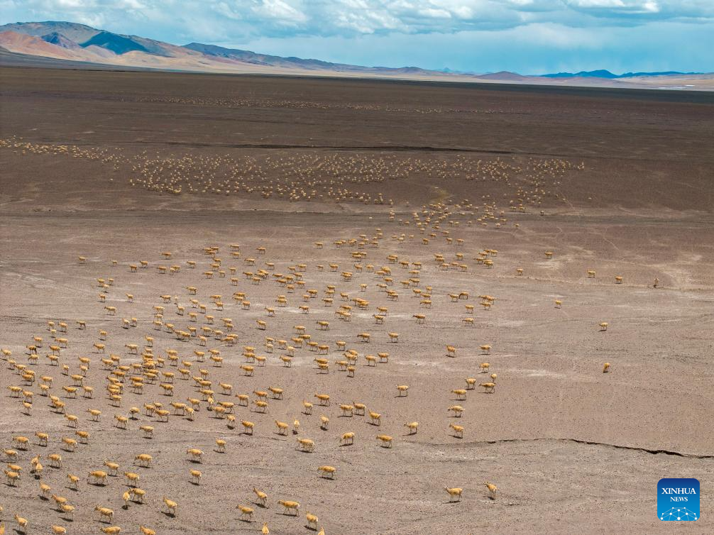 In pics: migration of Tibetan antelopes in Xizang