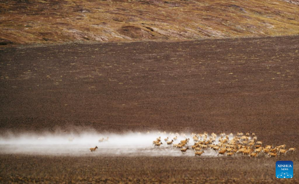 In pics: migration of Tibetan antelopes in Xizang