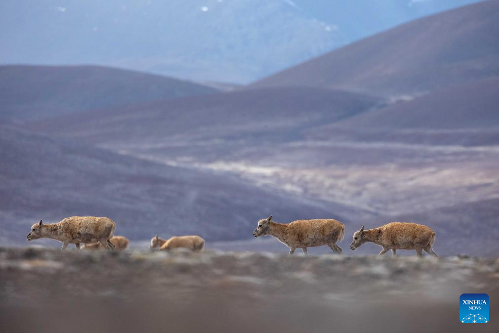 In pics: migration of Tibetan antelopes in Xizang