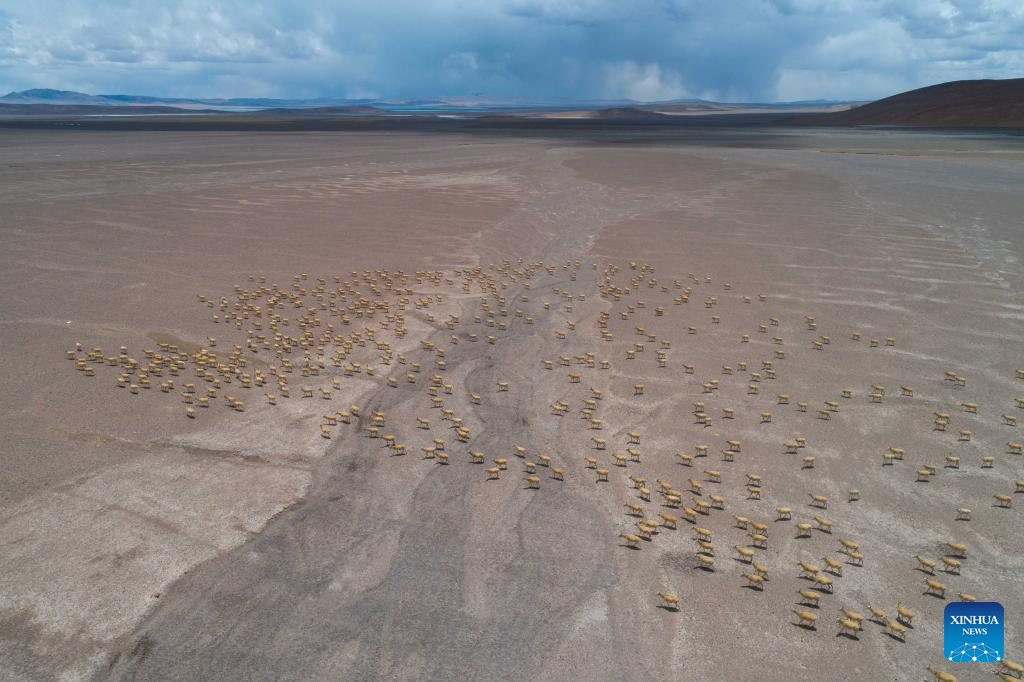 In pics: migration of Tibetan antelopes in Xizang